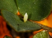 Clouded Yellow Butterfly (Colias croceus) 1 day old egg