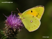 Clouded Yellow Butterfly (Colias croceus) nectaring