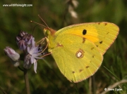 Clouded Yellow Butterfly (Colias croceus) nectaring on Autumn Squill
