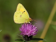 Clouded Yellow butterfly (Colias croceus) underside