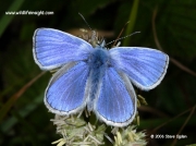 Common Blue butterfly (Polyommatus icarus) male