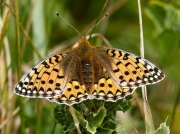 Dark Green Fritillary (Argynnis aglaja) female