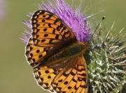 Dark Green Fritillary (Argynnis aglaja)