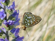 Dark Green Fritillary (Argynnis aglaja) underside