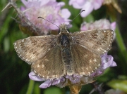 Dingy Skipper butterfly (Erynnis tages)