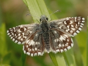 Grizzled Skipper butterfly (Pyrgus malvae)