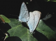 Holly Blue (Celastrina argiolus) - pair
