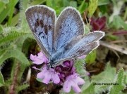 Large Blue butterfly (Maculinea arion)