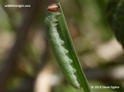 large-skipper-butterfly-caterpillar- (Ochlodes faunus) 2448