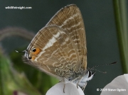 Long-tailed Blue butterfly (Lampides boeticus)