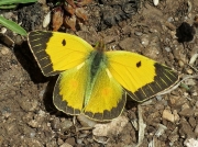 Clouded Yellow butterfly (Colias croceus) male