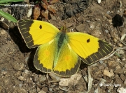 Clouded Yellow butterfly (Colias croceus) male