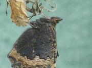 1593 Newly emerged Small Tortoiseshell (Aglais urticae) butterfly