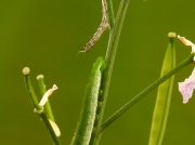 1533 Orange tip butterfly changing skin