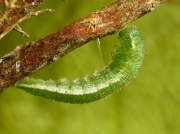 1533 Orange tip butterfly spinning gurdle