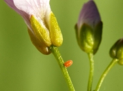 1553 Orange tip butterfly egg on Milk Maid