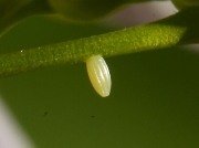 1533 Orange tip butterfly day old egg on Milk Maid