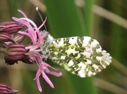 1553 Orange-tip (Anthocharis cardamines) on Ragged-robin (Lychnis flos-cuculi)