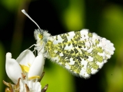 1553 Orange-tip (Anthocharis cardamines)