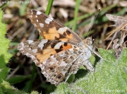 Painted Lady (Vanessa cardui) female laying on Spear Thistle (Cirsium vulgare)