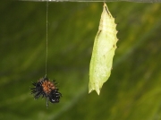 Peacock Butterfly chrysalis (Inachis io)