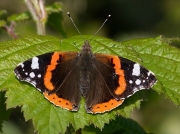 Red Admiral (Vanessa atalanta)