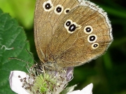Ringlet (Aphantopus hyperantus) underside
