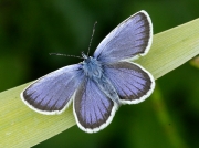 Silver-studded Blue (Plebejus argus) - male