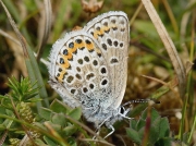 Silver-studded Blue (Plebejus argus)
