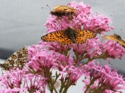 Small Pearl-bordered Fritillaries nectaring on Red Valerian inside isolated breeding cage