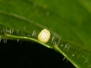 Small Pearl-bordered Fritillary egg laid on Violet inside isolated breeding cage