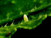 Small_White_Butterfly egg (Pieris rapae)
