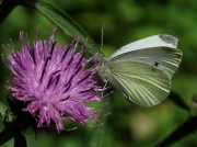 Small White (Pieris rapae)