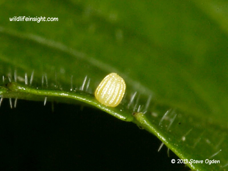 Small Pearl-bordered Fritillary butterfly egg