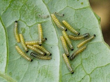 Large White butterfly (Pieris brassicae) 5 day old caterpillars