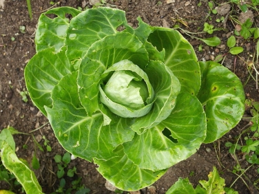 cabbage-4694