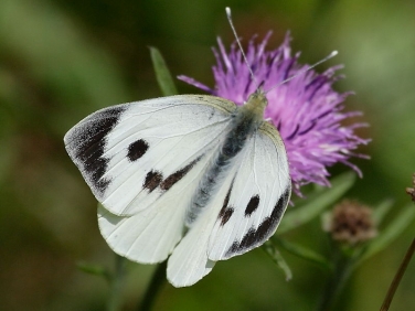 Large White butterfly (Pieris brassicae) female