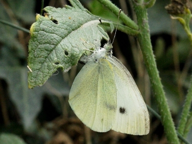 Small White Butterfly (Pieris rapae) female laying eggs on crucifer