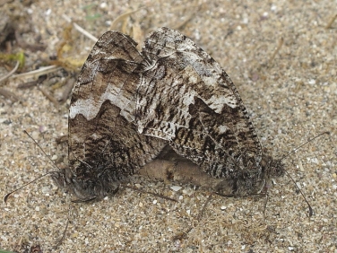 Grayling (Hipparchia semele) pair
