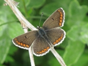 Female Brown Argus butterfly
