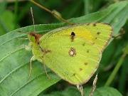 Clouded Yellow butterfly (Colias croceus)