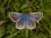 Common Blue (Polyommatus icarus) - female