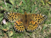 Dark Green Fritillary (Argynnis aglaja)-female