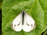 Female Green - veined White Butterfly (Pieris napi) on Spinach