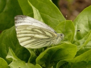 Female Green - veined White Butterfly (Pieris napi) laying eggs on Spinach