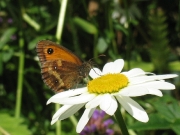 Gatekeeper (Pyronia tithonus) butterfly in the garden