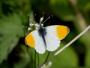 1553 Orange-tip (Anthocharis cardamines)