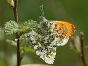 1553 Orange-tip (Anthocharis cardamines)