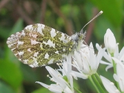 1553 Orange-tip (Anthocharis cardamines)