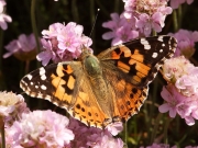 Painted Lady (Vanessa cardui) butterfly on Thrift , Poldhu Cove, Cornwall